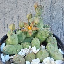 Una foto de Piaranthus geminatus var. foetidus