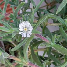 A photo of Delosperma ecklonis  
