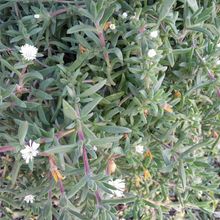 A photo of Delosperma ecklonis  