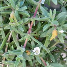 A photo of Delosperma ecklonis  