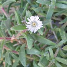 A photo of Delosperma ecklonis  
