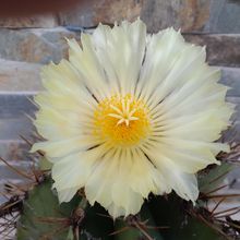 A photo of Astrophytum ornatum