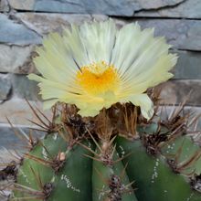 A photo of Astrophytum ornatum