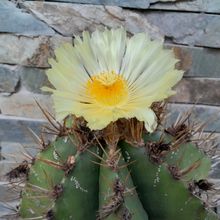 A photo of Astrophytum ornatum
