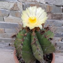 A photo of Astrophytum ornatum