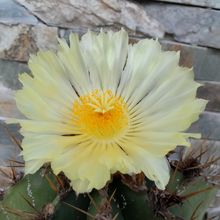 A photo of Astrophytum ornatum