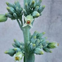 Una foto de Kalanchoe luciae ssp. luciae