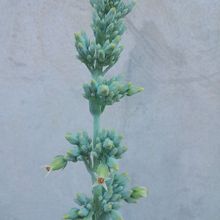 Una foto de Kalanchoe luciae ssp. luciae