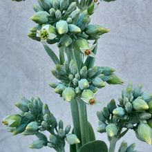 Una foto de Kalanchoe luciae ssp. luciae