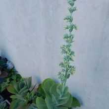Una foto de Kalanchoe luciae ssp. luciae