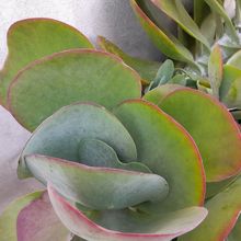 Una foto de Kalanchoe luciae ssp. luciae