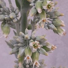 Una foto de Kalanchoe luciae ssp. luciae