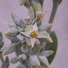 Una foto de Kalanchoe luciae ssp. luciae