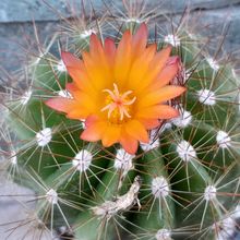 A photo of Parodia horstii