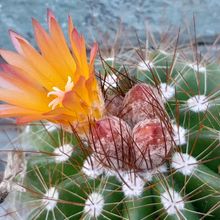 A photo of Parodia horstii