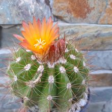 A photo of Parodia horstii