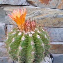 A photo of Parodia horstii