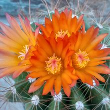 A photo of Parodia horstii