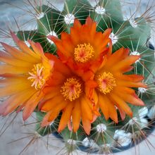 A photo of Parodia horstii