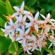 A photo of Crassula ovata