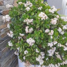 A photo of Crassula ovata