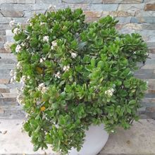 A photo of Crassula ovata