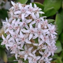A photo of Crassula ovata