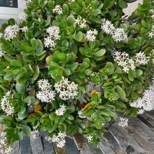 A photo of Crassula ovata