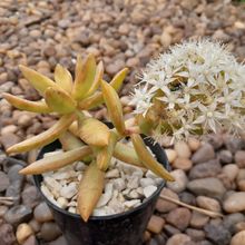 Una foto de Sedum adolphii