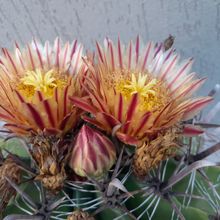 A photo of Ferocactus peninsulae var. townsendianus