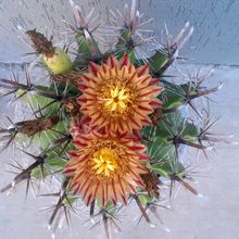 A photo of Ferocactus peninsulae var. townsendianus