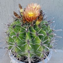 A photo of Ferocactus peninsulae var. townsendianus