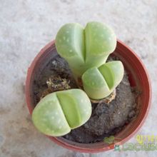 A photo of Lithops herrei