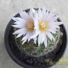 Una foto de Turbinicarpus saueri ssp. knuthianus