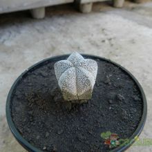 A photo of Astrophytum myriostigma cv. ONZUKA
