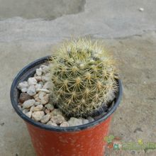 A photo of Eriosyce villosa