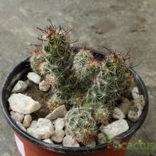 Una foto de Mammillaria thornberi ssp. yaquensis