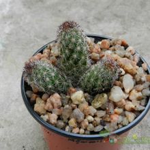 A photo of Mammillaria sphacelata ssp viperina