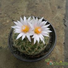Una foto de Turbinicarpus saueri ssp. knuthianus