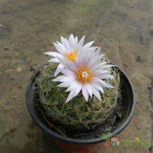 Una foto de Turbinicarpus saueri ssp. knuthianus