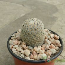 A photo of Mammillaria lasiacantha