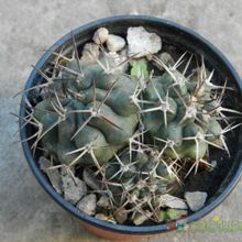 A photo of Gymnocalycium schickendantzii