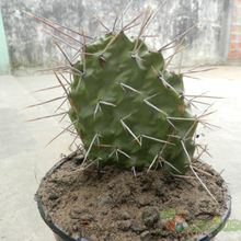 Una foto de Opuntia sulphurea