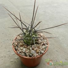 Una foto de Tephrocactus aoracanthus