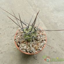 Una foto de Tephrocactus aoracanthus
