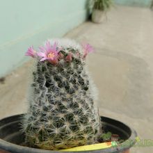 A photo of Mammillaria laui ssp dasyacantha