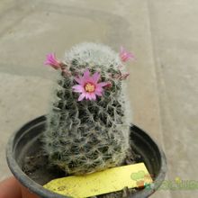 A photo of Mammillaria laui ssp dasyacantha