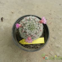 A photo of Mammillaria laui ssp dasyacantha