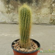 A photo of Micranthocereus streckeri