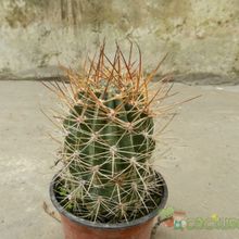 A photo of Echinopsis lateritia